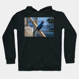 Bluish Hoodie